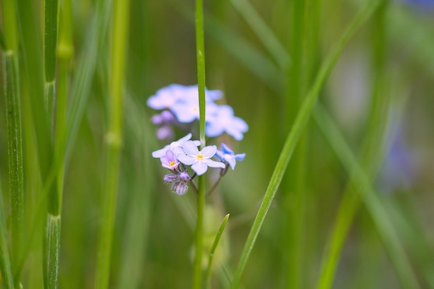 Pétales bleus d'une fleur isolée dans l'herbe verte illustrée Prairie naturelle avec des fleurs