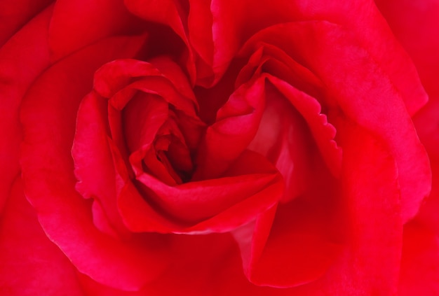 Pétales sur un bouton de rose rouge vue de dessus en gros plan