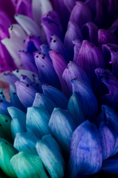 Photo pétales de dahlias couleur arc-en-ciel.