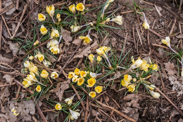 Pétales délicats de crocus jaunes sur fond de terre sombre