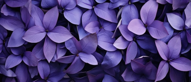Pétales et feuilles de fleurs violettes