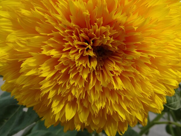 Les pétales d'une fleur jaune en fleur