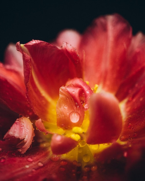 Photo pétales de fleur de tulipe rouge sur fond noir