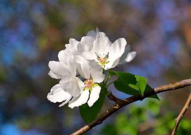 pétales de fleurs blanches avec étamines libre au printemps au soleil sur fond bleu