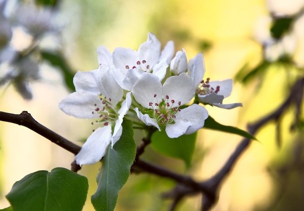 pétales de fleurs blanches avec étamines libre au printemps au soleil sur fond jaune