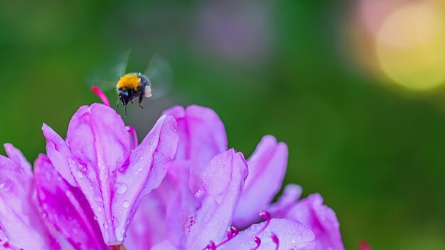 Pétales de fleurs de bourdon volant et de rhododendron rose avec des gouttes de rosée