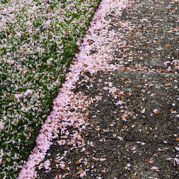 Pétales de fleurs de cerisier tombés roses soufflés sur le trottoir piétonnier à Seattle au printemps