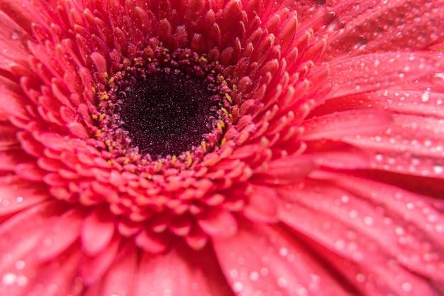 Pétales de fleurs de gerbera rose avec de nombreuses petites gouttelettes d'eau. Plan macro d'un gros plan de bourgeon.