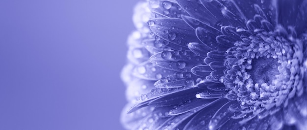Pétales de fleurs de Gerbera violet avec des gouttes d'eau abstrait Très Peri