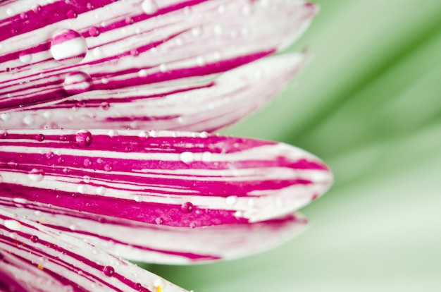 Pétales de fleurs avec des gouttelettes d'eau close-up macro, selective focus