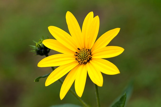 Pétales de fleurs jaunes à l'automne