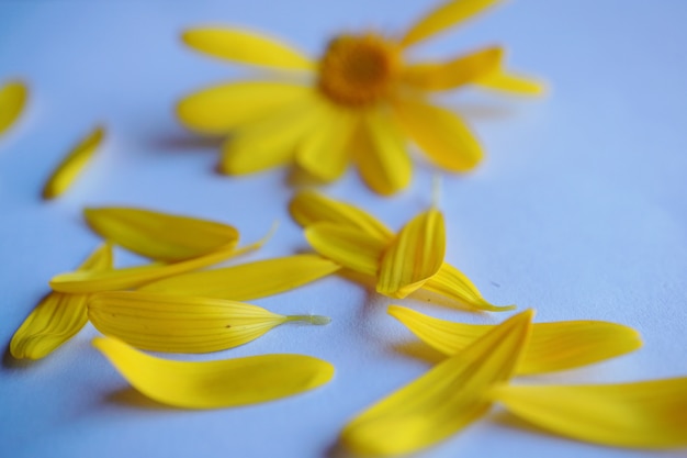 Photo pétales de fleurs jaunes