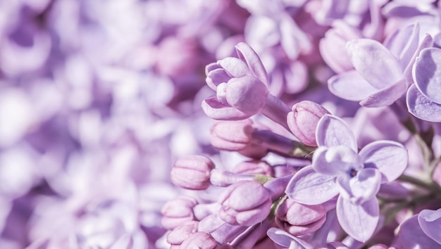 Pétales de fleurs lilas en éponge violet fond de fleurs macro pour la conception de vacances