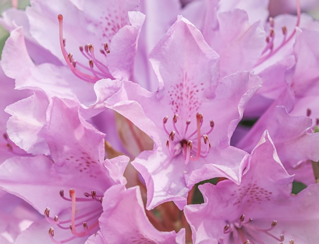 Pétales de fleurs de rhododendron rose Floral background