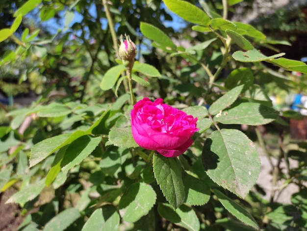 Pétales de fleurs de rose