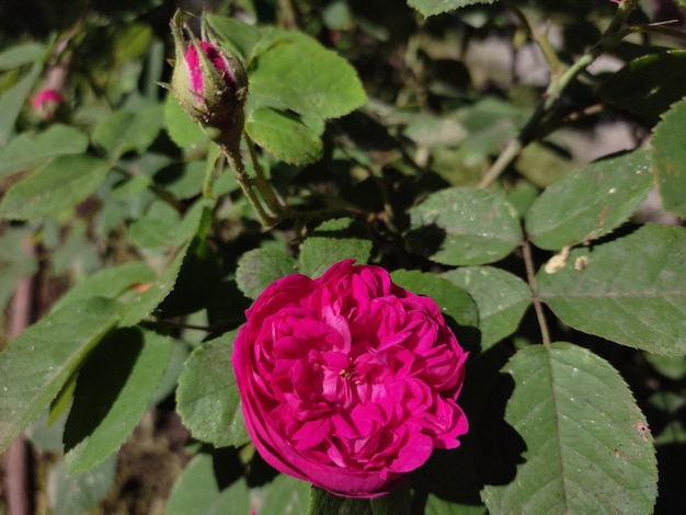 Photo pétales de fleurs de rose