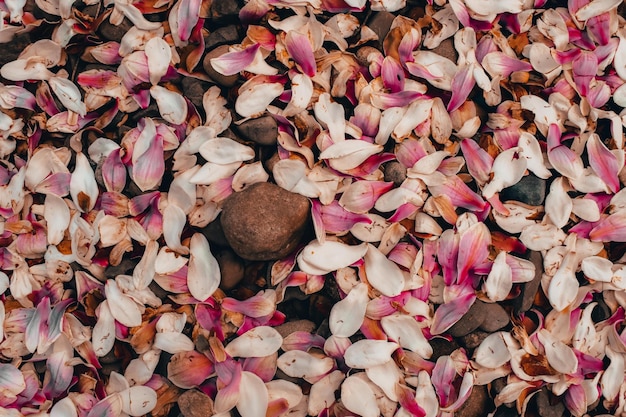 Photo des pétales de fleurs roses et blanches dans un tas de pierres grises