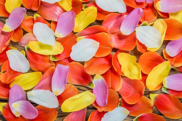 Pétales de fleurs d'une tulipe sur table rustique