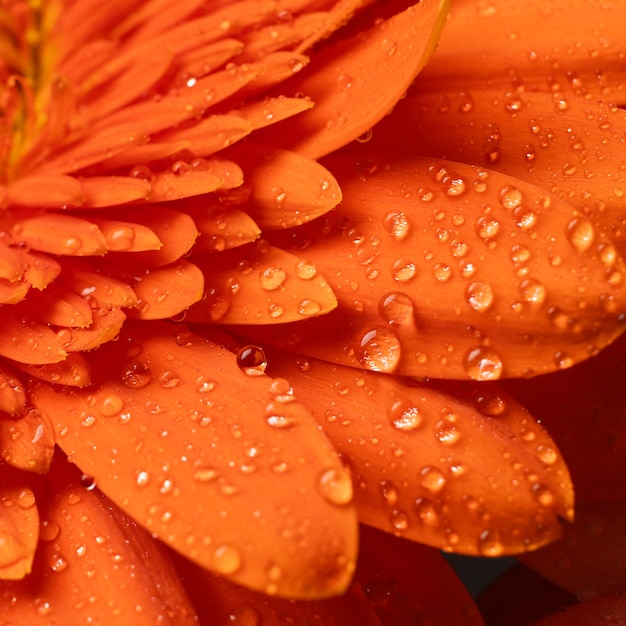 Pétales de gerbera à ressort macro