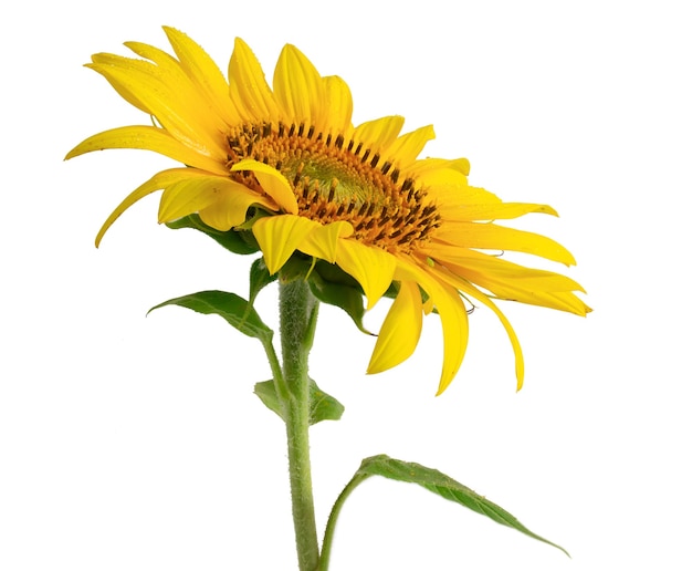 Pétales jaunes de tournesol avec des feuilles vertes sur fond blanc