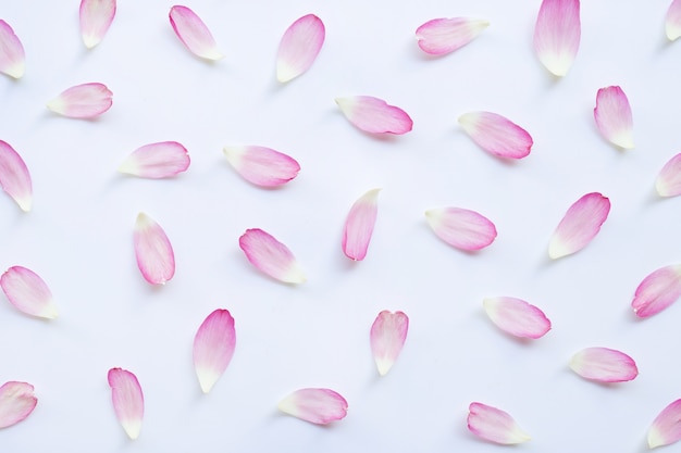 Pétales de lotus rose sur blanc.