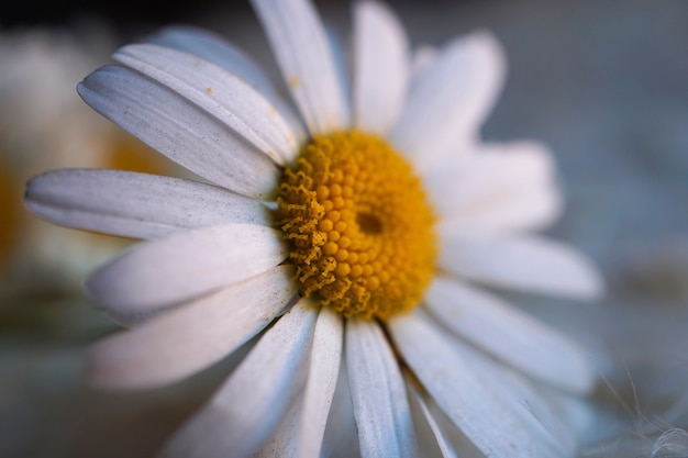 pétales de marguerite blanche