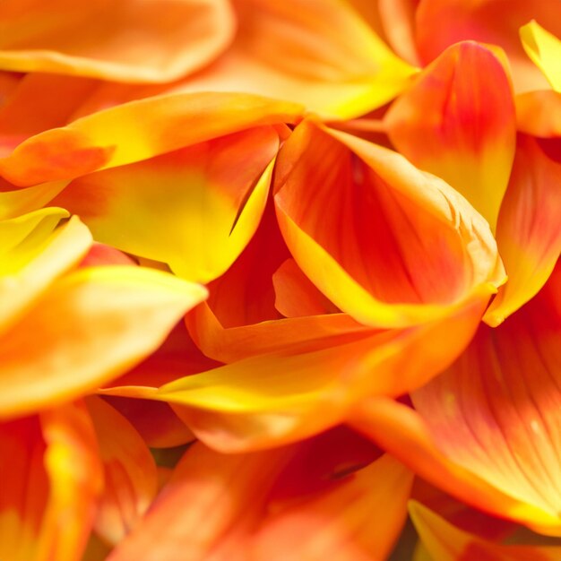 Petales d'orange en gros plan Gerbera marguerite fleur de printemps du Transvaal en pleine floraison