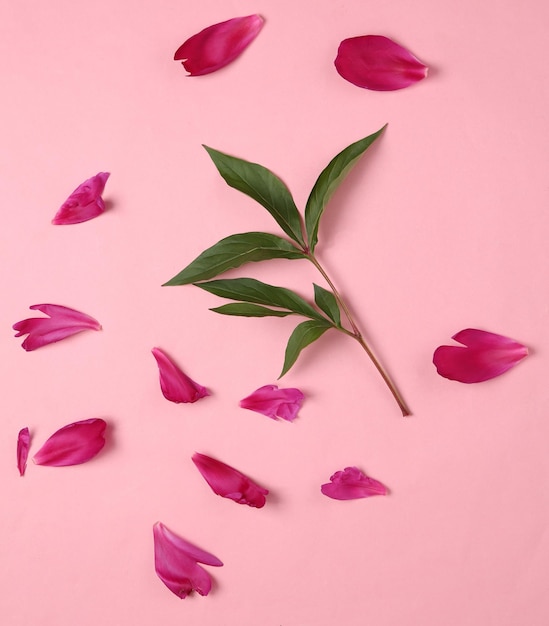 Pétales de pivoine et brindille avec des feuilles vertes sur fond rose