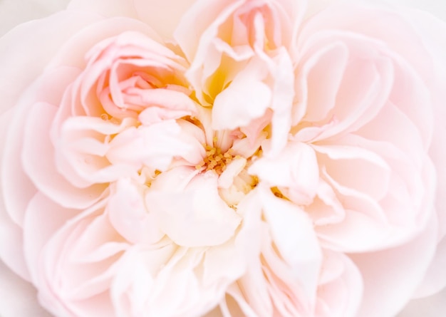 Pétales de rose flou flou abstrait romance fond pastel et carte de fleur douce
