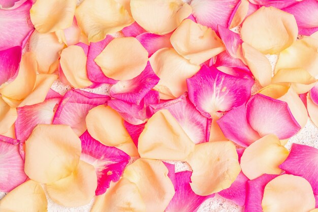 Pétales de rose frais éparpillés sur fond de plâtre. Fleurs multicolores, concept festif ou romantique. Tendance beauté ou spa, couleurs douces