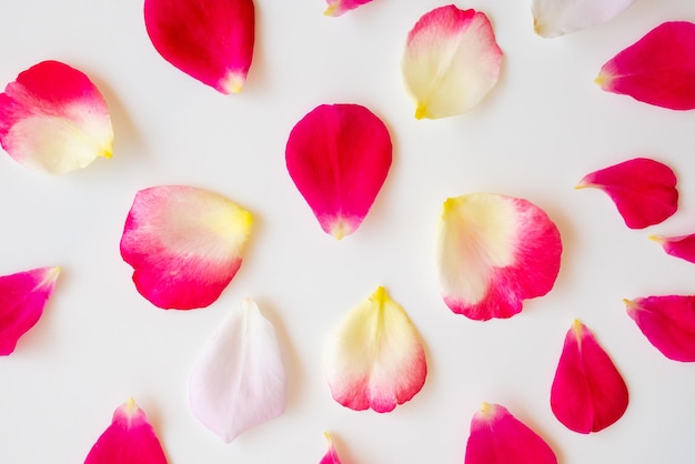 Pétales de rose rouges sur fond blanc