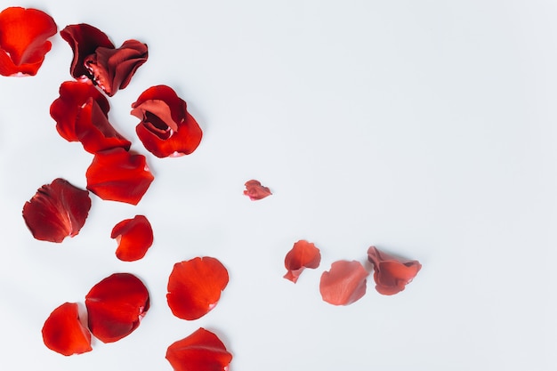 Pétales de roses rouges sur fond blanc