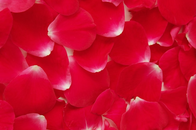 de pétales de roses rouges