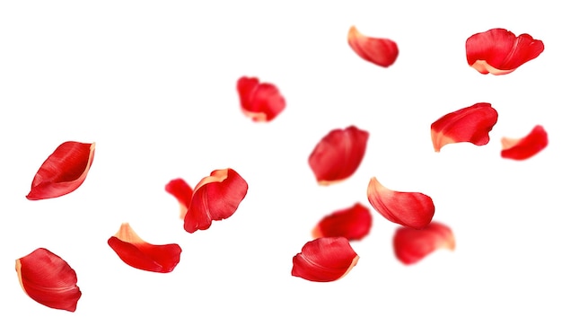 des pétales rouges sur un fond blanc isolé.