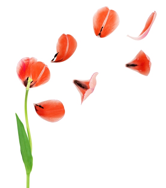 Pétales rouges de la tulipe sur fond blanc
