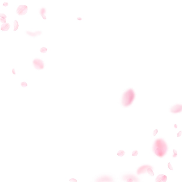 Pétales de Sakura tombant Coin de fleurs roses romantiques Pétales volants sur fond carré blanc Concept de romance d'amour Faire-part de mariage séduisant