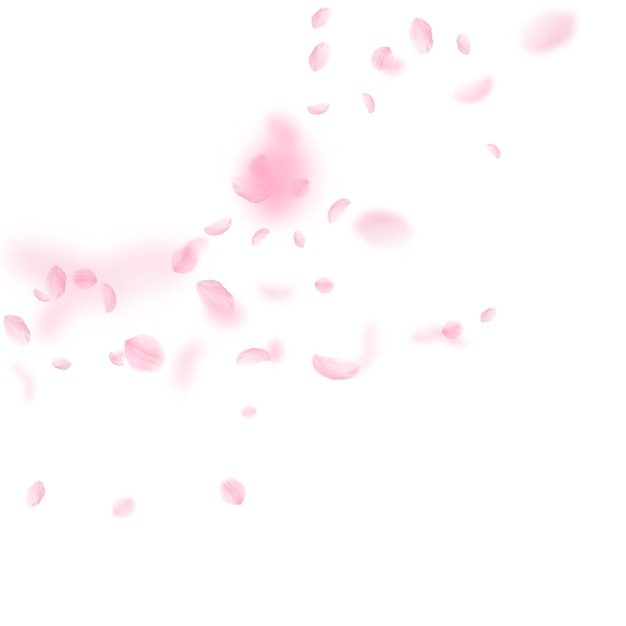 Pétales De Sakura Tombant Coin Fleurs Roses Romantiques Pétales Volants Sur Fond Carré Blanc Concept De Romance Amour Invitation De Mariage Merveilleux