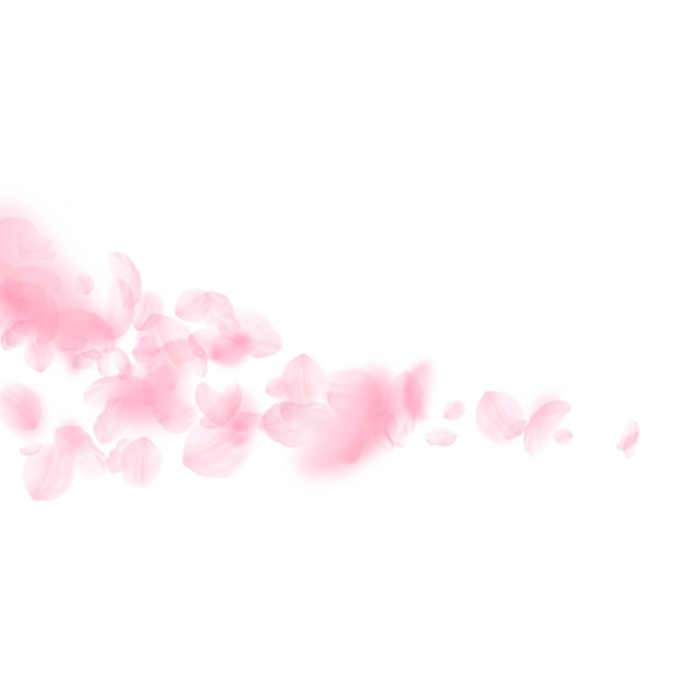 Pétales de Sakura tombant fleurs roses romantiques comète pétales volants sur fond carré blanc concept de romance amour faire-part de mariage chic