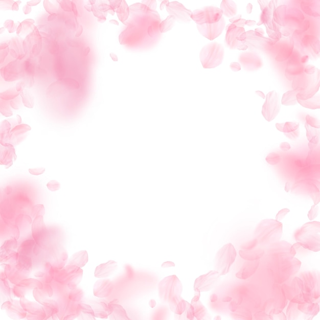 Pétales de Sakura tombant vers le bas Vignette de fleurs roses romantiques Pétales volants sur fond carré blanc Concept de romance d'amour Faire-part de mariage exotique