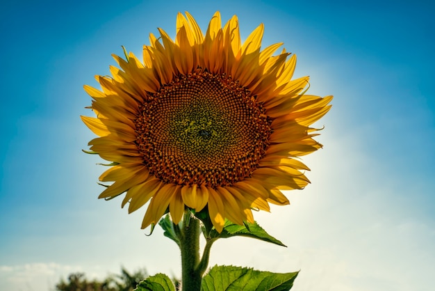 Photo pétales de tournesol face au soleil par une belle journée dans les champs de castilla la mancha espagne