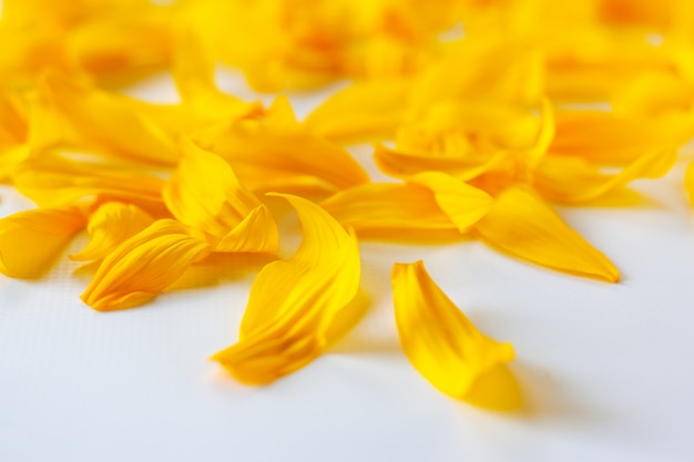 Pétales de tournesol jaunes sur fond blanc avec un beau bokeh