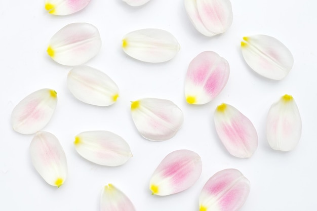 Pétales de tulipes sur fond blanc