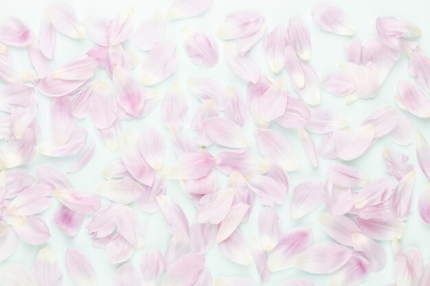 Pétales de tulipes roses sur fond pastel