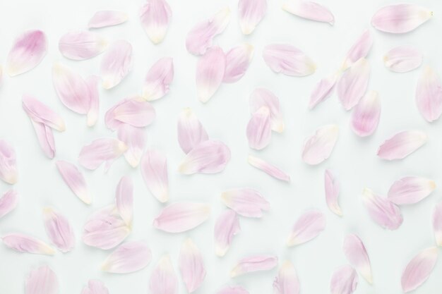 Pétales de tulipes roses sur fond pastel