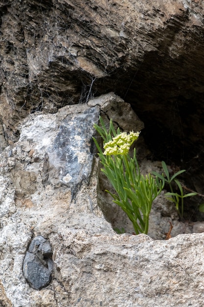 Peter's Cress (Crithmum maritimum) croissant dans rock crevasse dans le Devon