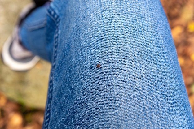 Un petit acarien parasite trouvé sur la jambe du pantalon d'un jean bleu d'un être humain