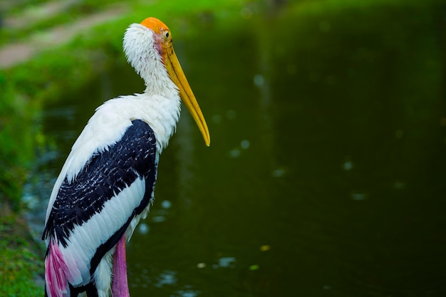 Petit adjudant cigogne oiseau