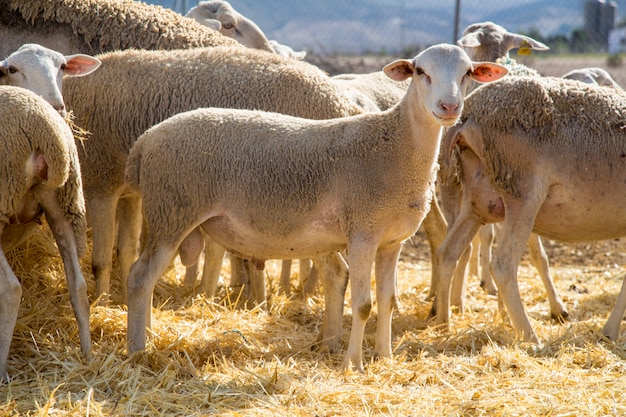 Petit agneau sur paille, petit mouton, ferme d&#39;animaux