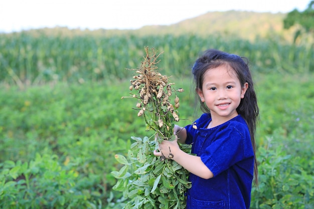 Un petit agriculteur récolte des arachides dans une plantation agricole.