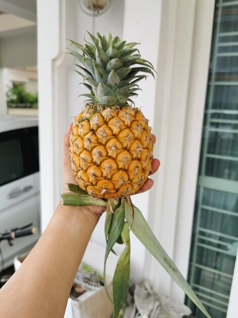 Photo un petit ananas coloré sur la main d'un homme